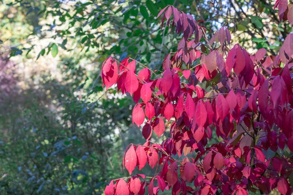 Red Leafs Euonymus Alatus Garden Autumn Close Winged Euonymus Decorative — Stock Photo, Image