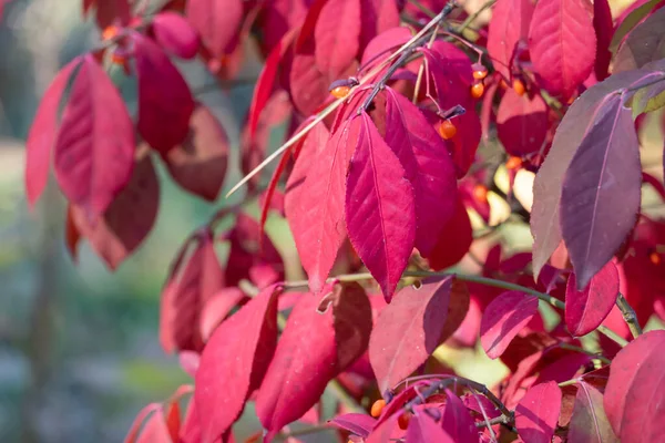 Red Leafs Euonymus Alatus Garden Autumn Close Winged Euonymus Decorative — Stock Photo, Image