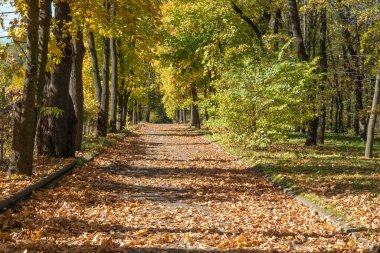 Sonbahar renkli yol manzarası. Şehir parkında sarı yapraklı ağaç gövdeleri boyunca giden yol. Yere düşmüş yapraklar var. Manzara altın yapraklar ve bitkiler. Yaya yolunda parla. Doğada güzellik.