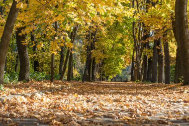 Sonbahar renkli yol manzarası. Şehir parkında sarı yapraklı ağaç gövdeleri boyunca giden yol. Yere düşmüş yapraklar var. Manzara altın yapraklar ve bitkiler. Yaya yolunda parla. Doğada güzellik.