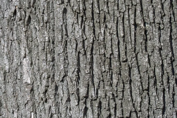 Nahaufnahme Der Baumrinde Kompliziertes Muster Der Natürlichen Rauen Oberfläche Des — Stockfoto