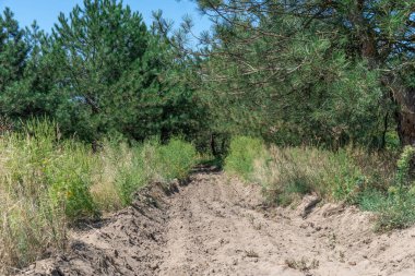 Ormandaki kum yolu. Garaj yolundaki dört tekerlekli bisikletin lastik izi. Doğa arazisindeki dörtlü bisikletin izi. Kum dokusu bozuk. Ormanda yol kapalı. Güneşli bir günde kum tepeleri ve yeşil orman.