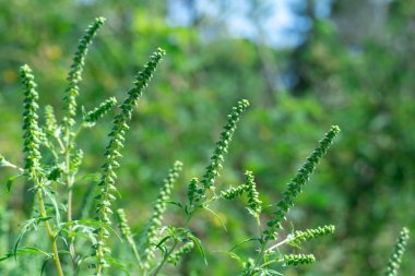 Ragweed çiçekleri mevsiminde çiçek açar. Bush ambrosia artemisiifolia büyük miktarda polen alerjeni üretir. Mitolojik adı: Tanrıların yiyeceği. Tüylü yaprakları olan tehlikeli bir ot.