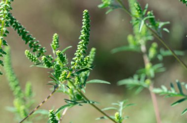 Ragweed çiçekleri mevsiminde çiçek açar. Bush ambrosia artemisiifolia büyük miktarda polen alerjeni üretir. Mitolojik adı: Tanrıların yiyeceği. Tüylü yaprakları olan tehlikeli bir ot.