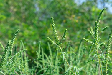 Ragweed çiçekleri mevsiminde çiçek açar. Bush ambrosia artemisiifolia büyük miktarda polen alerjeni üretir. Mitolojik adı: Tanrıların yiyeceği. Tüylü yaprakları olan tehlikeli bir ot.
