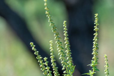 Ragweed çiçekleri mevsiminde çiçek açar. Bush ambrosia artemisiifolia büyük miktarda polen alerjeni üretir. Mitolojik adı: Tanrıların yiyeceği. Tüylü yaprakları olan tehlikeli bir ot.