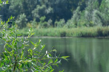 Resimli gölde yaz manzarası. Güzel yeşil göl kıyısı. Suyun yakınındaki ağaçlar ve bitkiler. Doğal parkın manzarası. Arkaplanda yemyeşil ve sık ağaçlar.