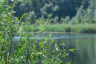 Resimli gölde yaz manzarası. Güzel yeşil göl kıyısı. Suyun yakınındaki ağaçlar ve bitkiler. Doğal parkın manzarası. Arkaplanda yemyeşil ve sık ağaçlar.
