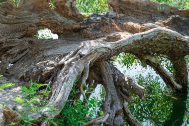 Devrilmiş ağaç gövdesi. Ormanda büyük engeller var. Bitki zamanla çürüdü ve kırıldı. Ahşap doğa dokusu. Ağacın çürümesi ve tahrip edilmesi uzun sürdü..
