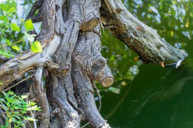 Devrilmiş ağaç gövdesi. Ormanda büyük engeller var. Bitki zamanla çürüdü ve kırıldı. Ahşap doğa dokusu. Ağacın çürümesi ve tahrip edilmesi uzun sürdü..