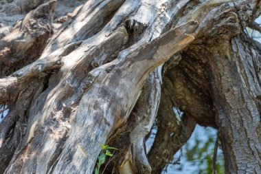 Devrilmiş ağaç gövdesi. Ormanda büyük engeller var. Bitki zamanla çürüdü ve kırıldı. Ahşap doğa dokusu. Ağacın çürümesi ve tahrip edilmesi uzun sürdü..