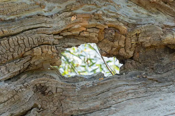 Copacul Vechi Trunchiului Căzut Curse Mari Pădure Planta Putrezit Timp — Fotografie, imagine de stoc