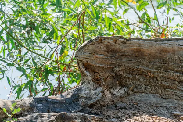 Падає Старе Дерево Великі Суглоби Лісі Рослина Гнила Плином Часу — стокове фото