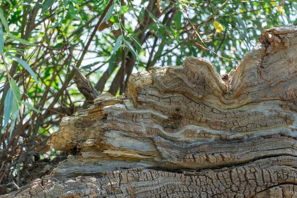 Copacul Vechi Trunchiului Căzut Curse Mari Pădure Planta Putrezit Timp — Fotografie, imagine de stoc