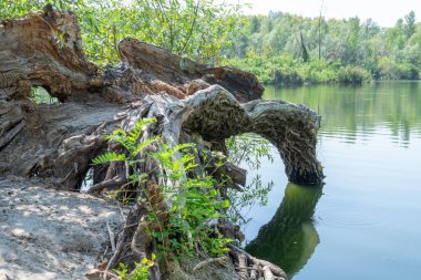 Resimli gölün üzerinde devrilmiş eski bir ağaç. Yeşil göl kıyısında büyük bir pürüz var. Bitki zamanla çürüdü ve kırıldı. Ağacın çürümesi ve tahrip edilmesi uzun sürdü. Yeşillikler ve sık ağaçlar.