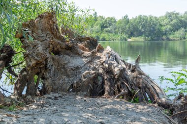 Resimli gölün üzerinde devrilmiş eski bir ağaç. Yeşil göl kıyısında büyük bir pürüz var. Bitki zamanla çürüdü ve kırıldı. Ağacın çürümesi ve tahrip edilmesi uzun sürdü. Yeşillikler ve sık ağaçlar.