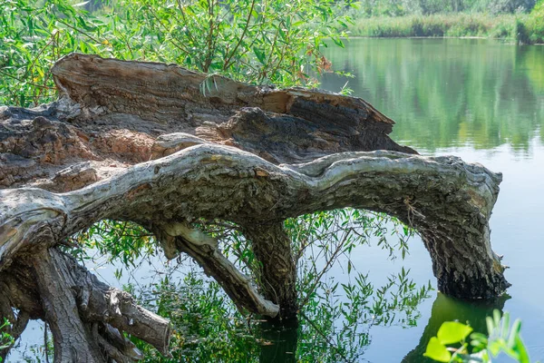 Resimli gölün üzerinde devrilmiş eski bir ağaç. Yeşil göl kıyısında büyük bir pürüz var. Bitki zamanla çürüdü ve kırıldı. Ağacın çürümesi ve tahrip edilmesi uzun sürdü. Yeşillikler ve sık ağaçlar.