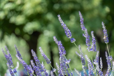 Mor kokulu lavanta çiçekleniyor. Çiçek yetiştirmek lavandula angustifolia parfüm ve alternatif tıp malzemesi olarak kullanılır. Lavanta yağının doğal antiseptik ve bakteriyel özellikleri vardır..
