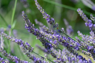 Mor kokulu lavanta çiçekleniyor. Çiçek yetiştirmek lavandula angustifolia parfüm ve alternatif tıp malzemesi olarak kullanılır. Lavanta yağının doğal antiseptik ve bakteriyel özellikleri vardır..