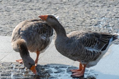 İki gri kaz su birikintisinden su içiyorlar. Greylag Goose, Anatidae familyasından bir kuş türü. Kümes hayvanları yolda susuzluğu giderir. Evcil kuş gagası ıslanıyor.