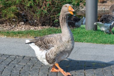 Gri kaz parkta yol boyunca yürüyor. Greylag kazları, Anatidae familyasından bir kuş türü. Evcil kuş avcıları yeşillikler arasında yol alır. Yaşam kümes hayvanları.