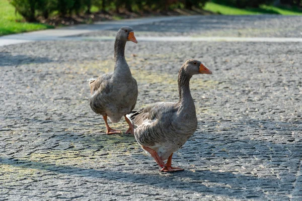 2つの灰色のガチョウが公園の道を歩いています グリラグジュースは ウォーターフールファミリー解剖学における大きな種である 家畜の鳥 アンサーは一緒に道を行きます 人生の家禽 — ストック写真