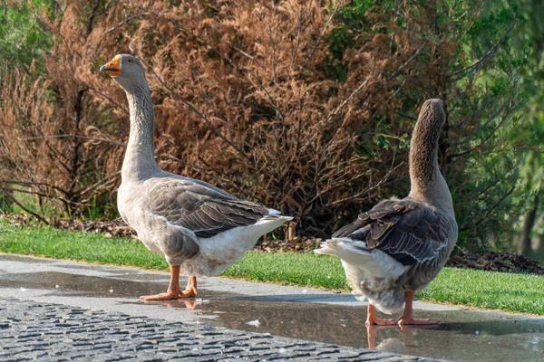 Gri Kaz Parkta Yol Boyunca Yürüyorlar Greylag Goose Anatidae Familyasından — Stok fotoğraf