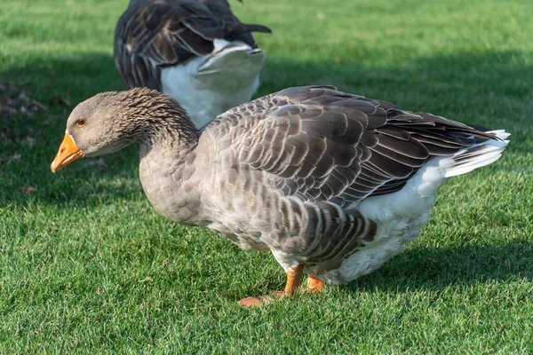 Parkta çimlerin üzerinde yürüyen gri kaz. Greylag kazları, Anatidae familyasından bir kuş türü. Evcil kuş avcıları gidip yeşil çimlerin arasında otlarlar. Yaşam kümes hayvanları.