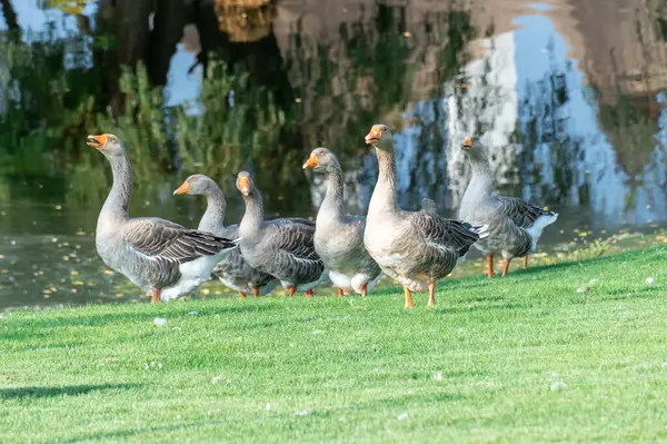 在公园的湖边 一群灰鹅正在吃草 灰鹅是水禽科大型物种中的一种 家鸟在绿茵的草地上散步 池塘里的活家禽 — 图库照片
