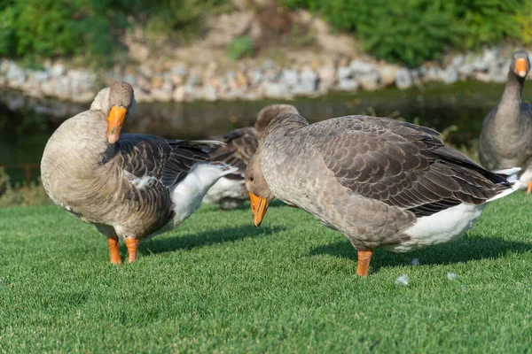 Geese Cleaning Feathers Lake Park Greylag Goose Species Large Waterfowl — Stock Photo, Image