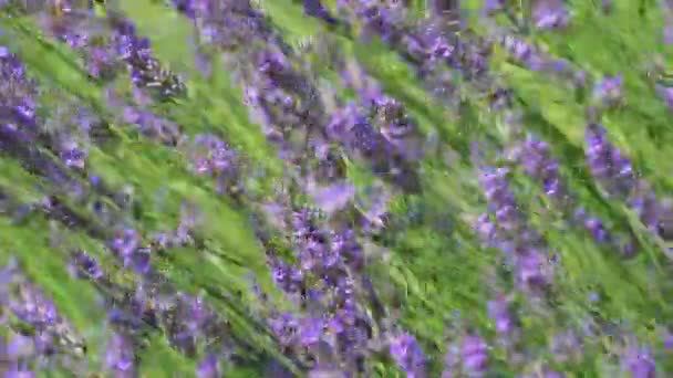 Fialová Voňavá Levandule Kvetoucí Kymácející Větru Pěstování Květů Láva Angustifolia — Stock video