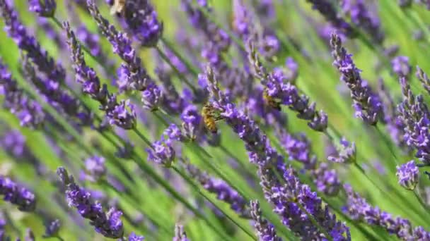Bees Collects Pollen Violet Flowers Fragrant Lavender Insect Pollinate Shrub — Stock Video