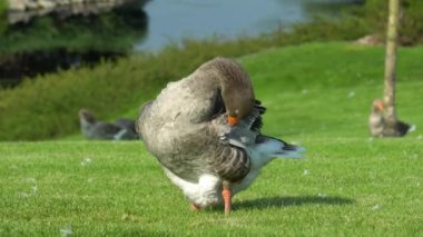 Kazlar parkta göl kenarında tüylerini temizliyorlar. Greylag Goose, Anatidae familyasından bir kuş türü. Evcil kuş avcıları yeşil çimenler arasında tüyleri yolar ve arıtırlar. Yaşam kümes hayvanları.