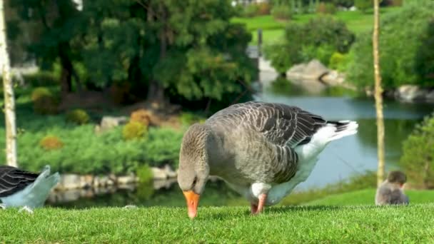 灰色的鹅在公园湖边的草地上啄食 灰鹅是水禽科大雁中的一种 家鸟在绿草丛中啄食 池塘里的活家禽 — 图库视频影像