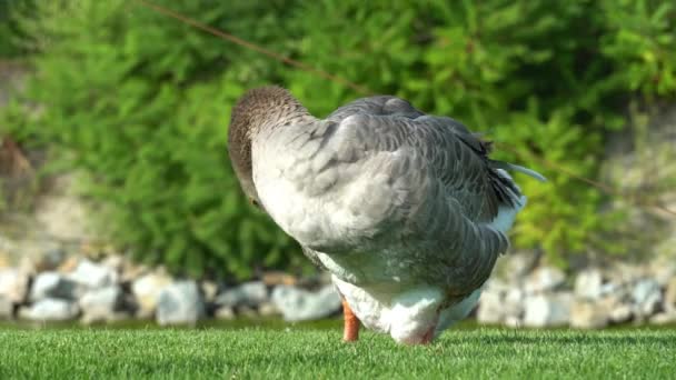 ガチョウは公園の湖の近くで羽を掃除しています グリラグジュースは ウォーターボウルファミリー解剖学の大きな種である 家畜の鳥アンサーは 緑の芝生の間でふわふわを摘み 精製する 人生の家禽 — ストック動画