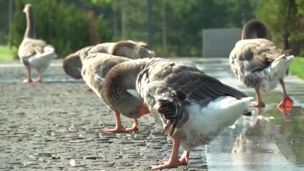 Kazlar Parkta Göl Kenarında Tüylerini Temizliyorlar Greylag Goose Anatidae Familyasından — Stok video