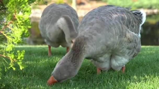 Gray Goose Pinching Grass Lake Park Greylag Geese Species Large — Stock Video