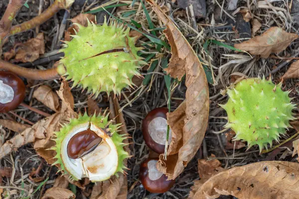 Spiky chestnut in green skin close up. Fruit tricuspid spiny capsule inside which nutshaped seeds. Horse chestnut or aesculus is genus of sapindaceae family. Auburn fruit of deciduous tree in october.