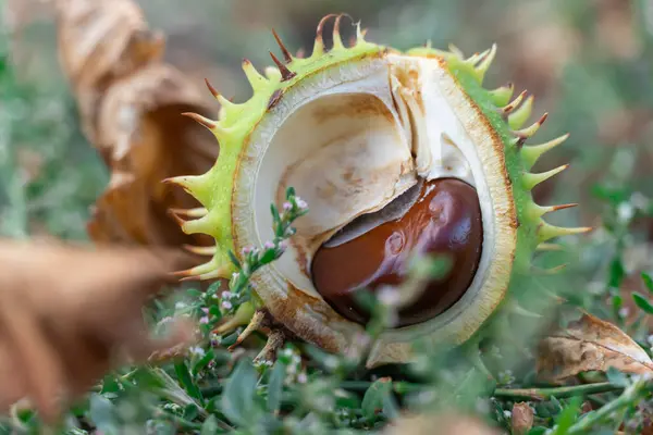 Spiky chestnut in green skin close up. Fruit tricuspid spiny capsule inside which nutshaped seeds. Horse chestnut or aesculus is genus of sapindaceae family. Auburn fruit of deciduous tree in october.