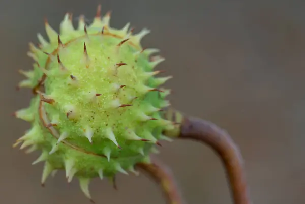 Spiky chestnut in green skin close up. Fruit tricuspid spiny capsule inside which nutshaped seeds. Horse chestnut or aesculus is genus of sapindaceae family. Auburn fruit of deciduous tree in october.