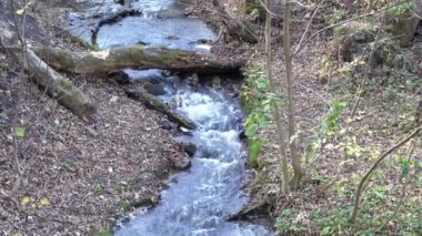 Ormanda akan küçük fırtınalı nehir. Yeşil bitkilerin arasından akan temiz akarsu. Yaz günü su sıçrıyor. Şeffaf suyla akan hızlı akarsu. Islak zemin.