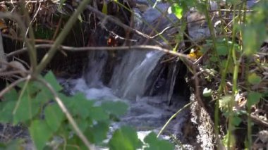Ormanda akan küçük fırtınalı nehir. Yeşil bitkilerin arasından akan temiz akarsu. Yaz günü su sıçrıyor. Şeffaf suyla akan hızlı akarsu. Islak zemin.