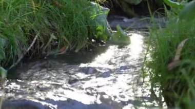 Ormanda akan küçük fırtınalı nehir. Yeşil bitkilerin arasından akan temiz akarsu. Yaz günü su sıçrıyor. Şeffaf suyla akan hızlı akarsu. Islak zemin.