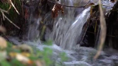 Ormanda akan küçük fırtınalı nehir. Yeşil bitkilerin arasından akan temiz akarsu. Yaz günü su sıçrıyor. Şeffaf suyla akan hızlı akarsu. Islak zemin.