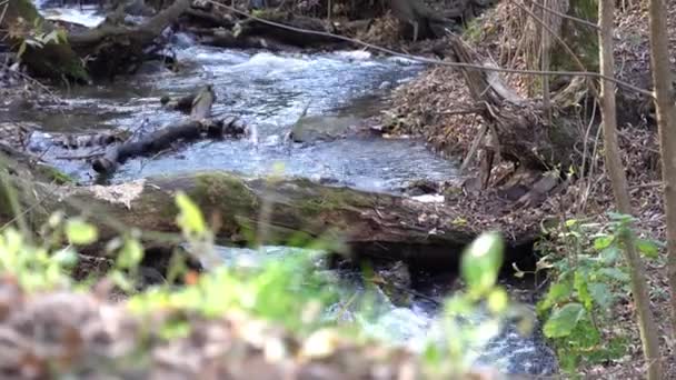 Pequeño Río Tormentoso Que Fluye Bosque Corriente Clara Corriendo Través — Vídeos de Stock