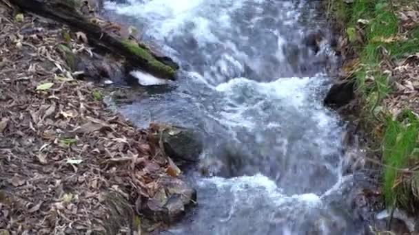 森の中を流れる小さな嵐の川 緑の植物を通って流れる透明な流れ 夏の日には野生の水が飛び散っている 透明な水で流れる速い流れ ぬれた地面 — ストック動画