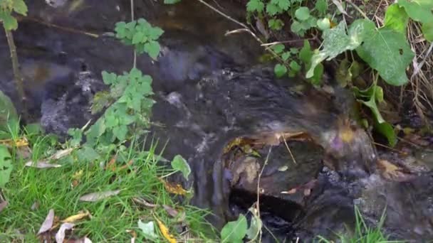 Mała Burzliwa Rzeka Płynąca Lesie Czysty Strumień Biegnie Przez Zielone — Wideo stockowe
