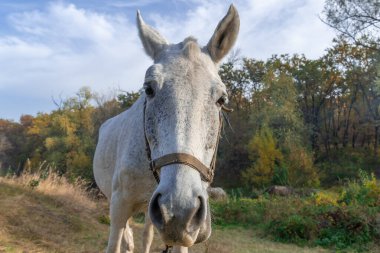 Meraklı beyaz at kameraya bakar. Kükreyen kısrak sonbahar otlaklarında otluyor. Yetişkin otçul dişi kaballus sahada. Perissodactyla güneşli sonbahar gününde bitkileri toplar ve yer..
