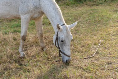 Otlakta otlayan güzel beyaz at. Kükreyen kısrak sonbahar otlarını yiyor. Otçul yetişkin dişi kaballus. Kuyruğu ve yelesi sahada. Perissodactyla güneşli sonbahar gününde bitkileri toplar ve yer..