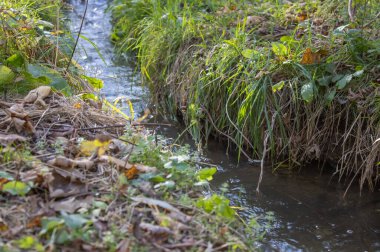 Ormanda akan küçük fırtınalı nehir. Yeşil bitkilerin arasından akan temiz akarsu. Sonbahar günü su sıçrıyor. Şeffaf suyla akan hızlı akarsu. Islak zemin.